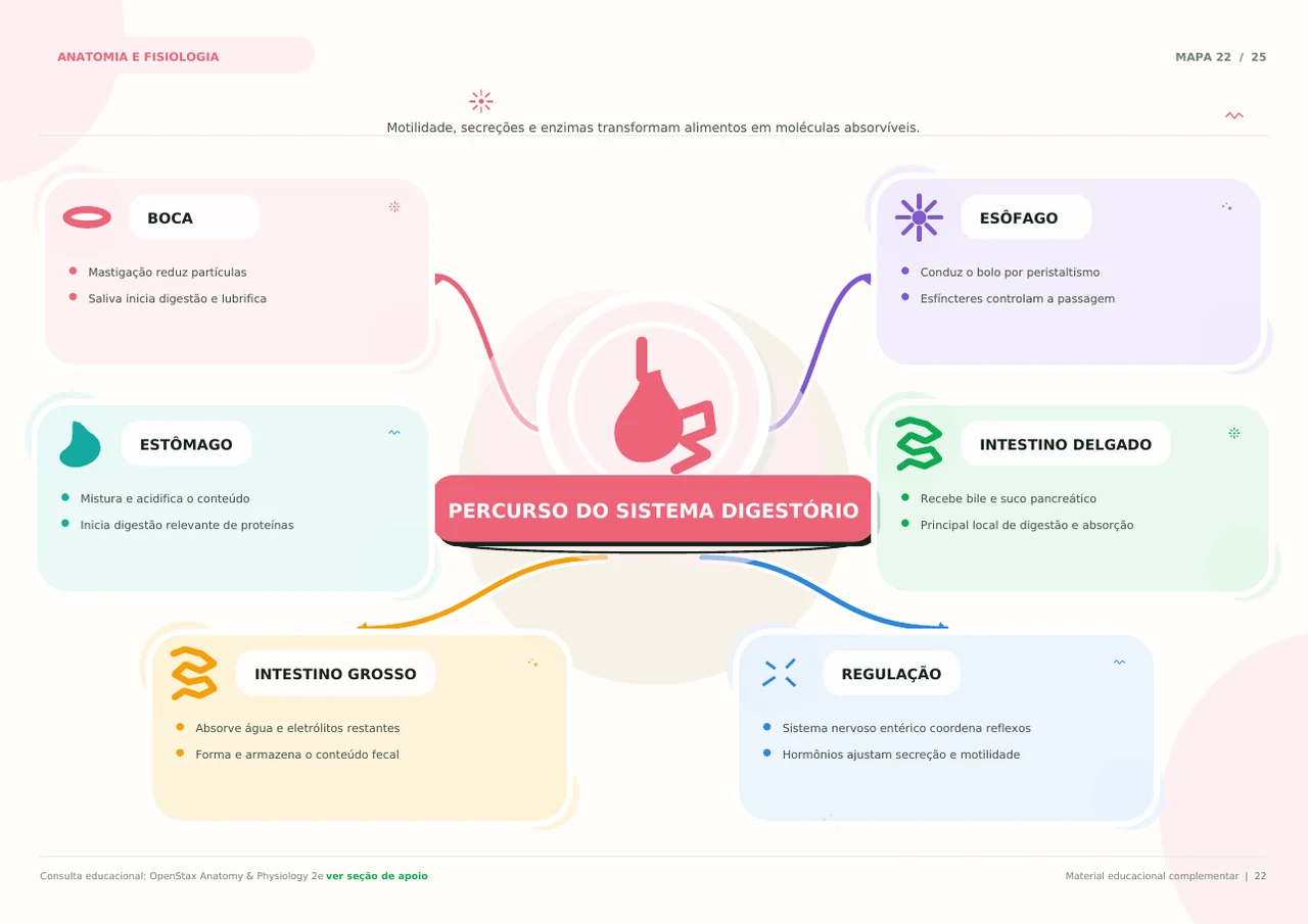 Mapa mental real sobre o sistema digestório